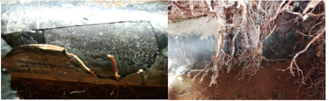 ֲ���ϵ��(du��)��Ȼ���L(zh��ng)ݔ�ܵ���Ӱ푼������k���о�